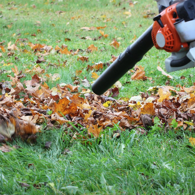 Yard Work in Florida