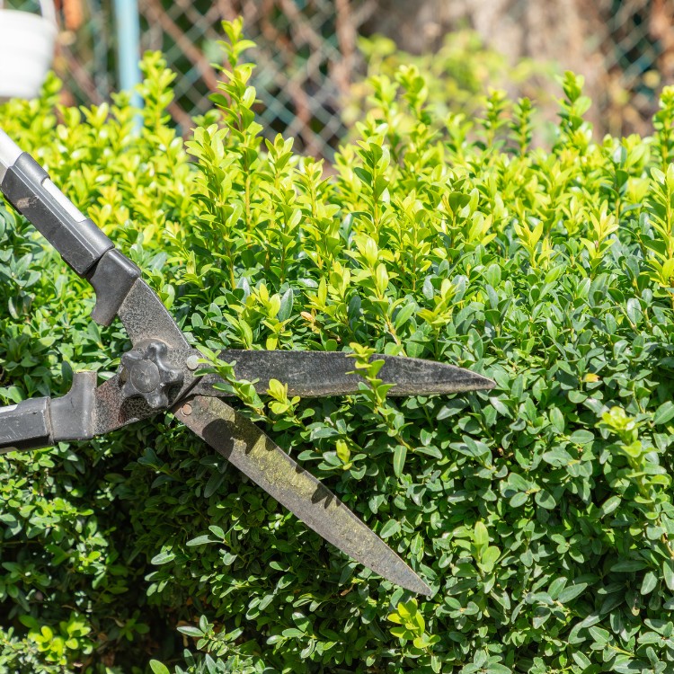 Yard Work in Florida
